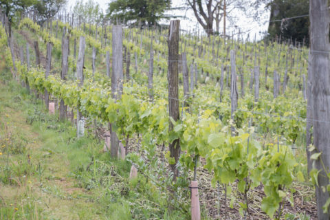 Vignes Domaine Larroudé Soupçons en Jurançon