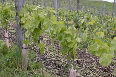 Soupçons en Jurançon, enquête  à déguster