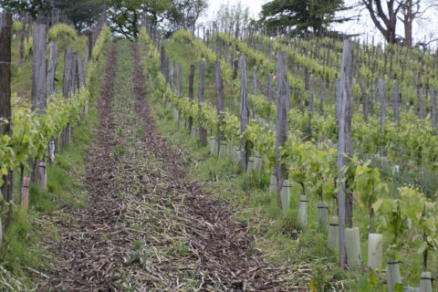 Soupçons en Jurançon, enquête  à déguster