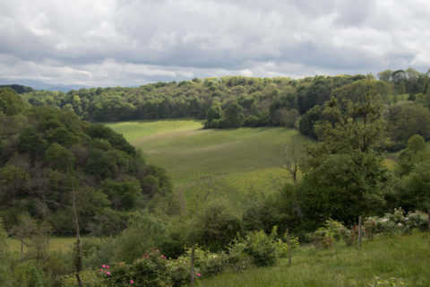 Jurançon paysage bois sacré Soupçons en Jurançon