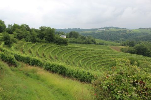 Soupçons en Jurançon, enquête  à déguster